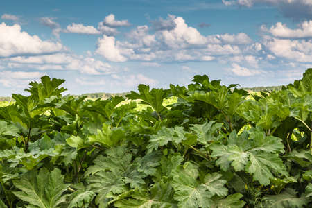 Heracleum Sosnowskyi contain the intense toxic allergen furanocoumarinの写真素材