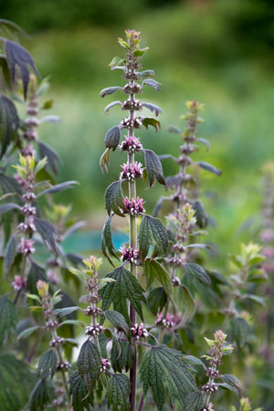 Close up of emerging motherwort herb flowers