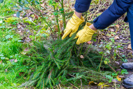 Shelter of roses with spruce branches. Spruce branches in the hands of a gardener. Garden work.の写真素材