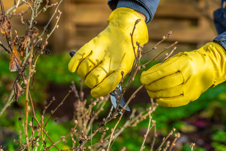 Pruning currant bushes in autumn. The pruner in the hands of the gardener.の写真素材