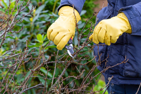 Pruning currant bushes in autumn. Garden work. The pruner in the hands of the gardener.の写真素材