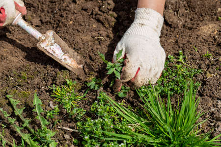 hands of gardener with weed in the vegetable gardenの写真素材