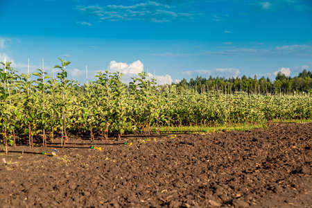 Apple tree seedlings in the nursery on drip irrigationの写真素材