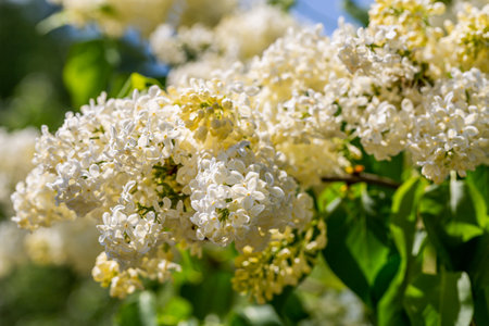 Blooming yellow lilac Primrose Syringa vulgaris in gardenの写真素材
