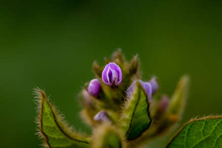 Soy flowers in sunny field. Green growing soybeansの写真素材
