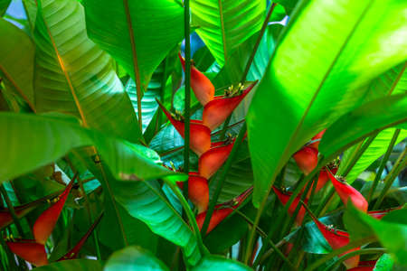 Heliconia stricta natural Dwarf Jamaicanの写真素材