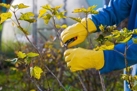Pruning currant bushes in autumn. The pruner in the hands of the gardener.
