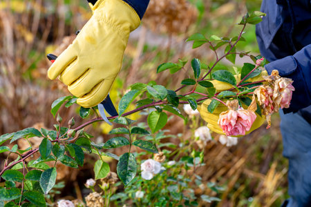 Pruning rose bushes in the fall. Garden work. The pruner in the hands of the gardener.の写真素材