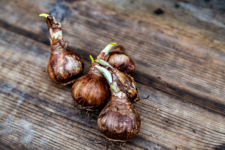 crocus and daffodil bulbs ready for autumn planting