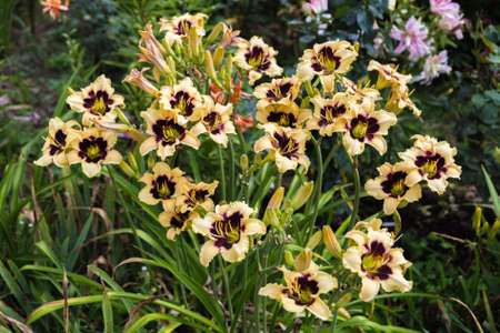Blooming cultivar daylily. Hemerocallis Wild Horses in the summer gardenの写真素材
