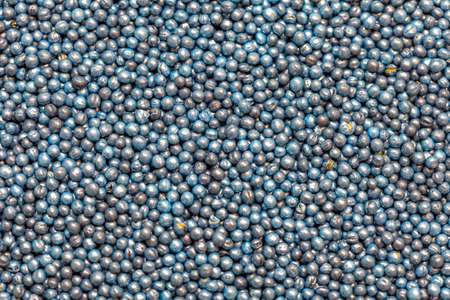 Macro. Processed blue-coated rapeseed seeds in a petri dish in the labの写真素材