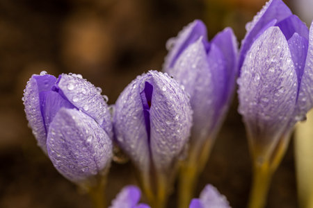 close-up of saffron flowers in rain dropsの写真素材