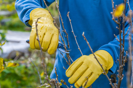Pruning currant bushes in autumn. Garden work. The pruner in the hands of the gardener. High quality...