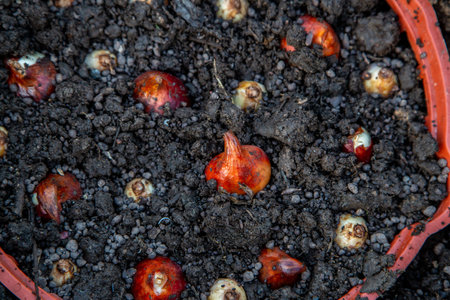 planting tulip and crocus bulbs in a basket in autumn. High quality photo