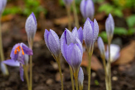 close-up of saffron flowers in rain dropsの写真素材