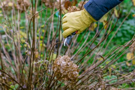 Bush hydrangea cutting or trimming with secateur in the gardenの写真素材