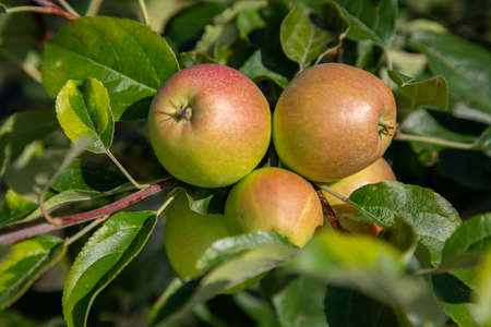 Red Pomegranate Harvest at Tree in Sunny dayの写真素材