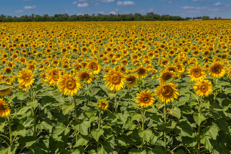Sunflowers close up in field with the blue skyの写真素材