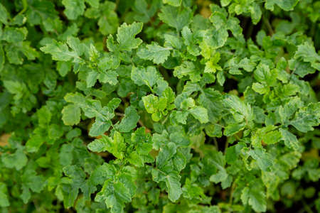 Mustard sprouts grown for organic fertilizer green manure sideratesの写真素材