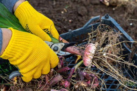 Garden pruning shears are yellow. Hands with gloves. Bulb of gladioli without soilの写真素材