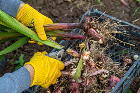 Garden pruning shears are yellow. Hands with gloves. Bulb of gladioli without soilの写真素材