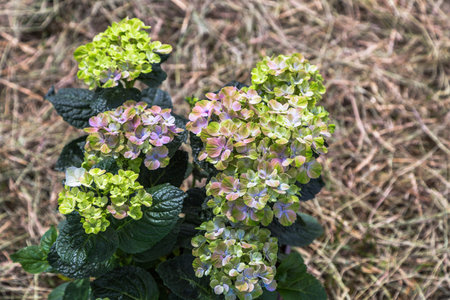 Hydrangea macrophylla Magical Amethyst Hokomathystの写真素材