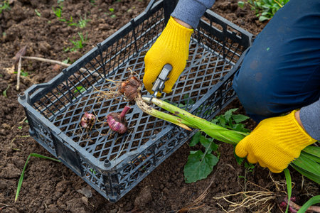 Garden pruning shears are yellow. Hands with gloves. Bulb of gladioli without soilの写真素材