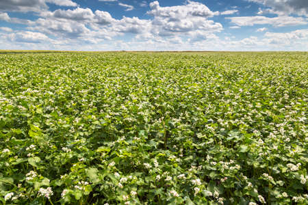 White buckwheat flowers on the field. Blooming buckwheat. Buckwheat field on a sunny summer day.の写真素材