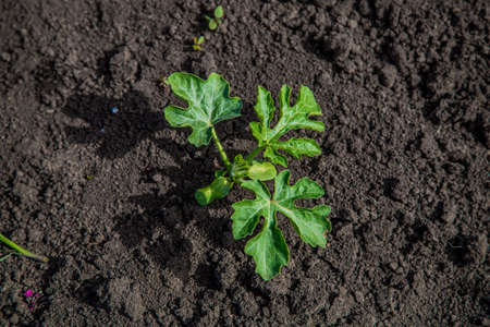 young watermelon seedlings growing on the vegetable bedの写真素材