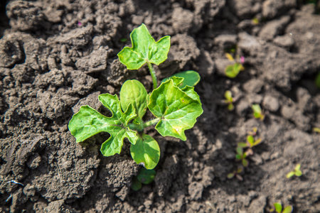 young watermelon seedlings growing on the vegetable bedの写真素材