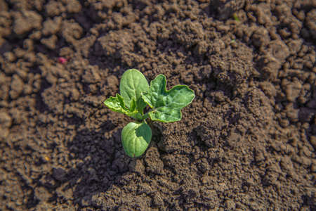 young watermelon seedlings growing on the vegetable bedの写真素材