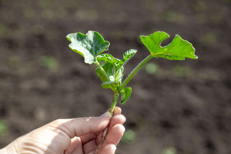 hand holds a young watermelon seedling growの写真素材