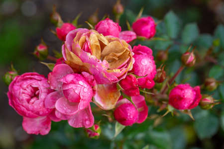 Rose bud hit by first autumn frostの写真素材