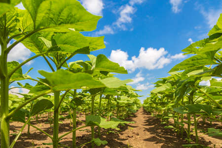 rows of young, green, powerful sunflowers, clean from diseases, weeds, and insects, against the skyの写真素材