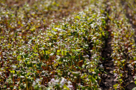 Buckwheat blooms in the field. White flowers. Sky with dark clouds.