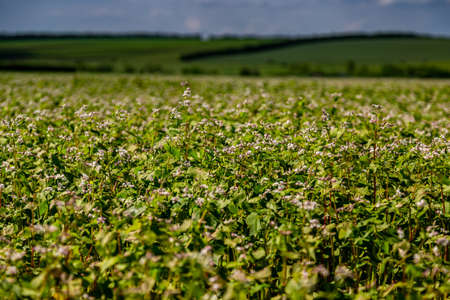 Buckwheat blooms in the field. White flowers. Sky with dark clouds.の写真素材