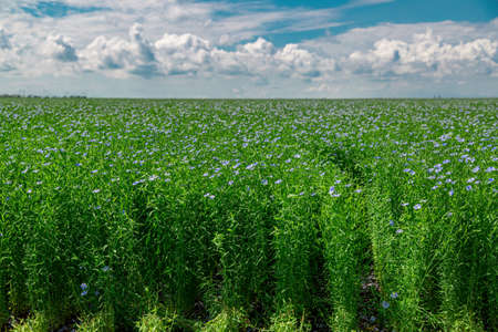 Beautiful blooming blue flax field in the countrysideの写真素材