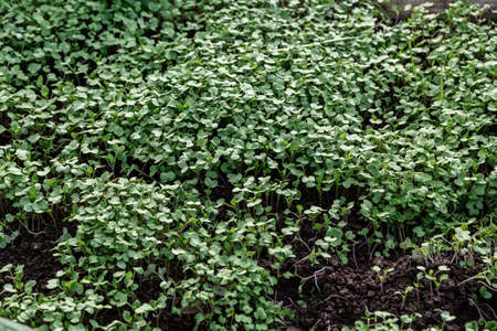 Mustard plants grown to produce seeds or leaves of green manureの写真素材