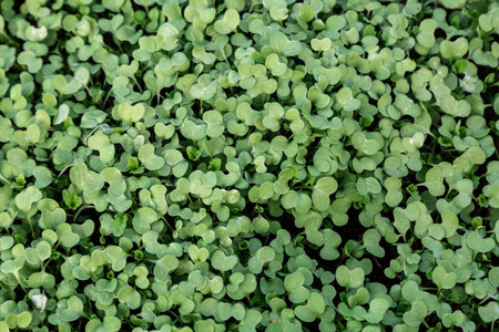 Mustard plants grown to produce seeds or leaves of green manure