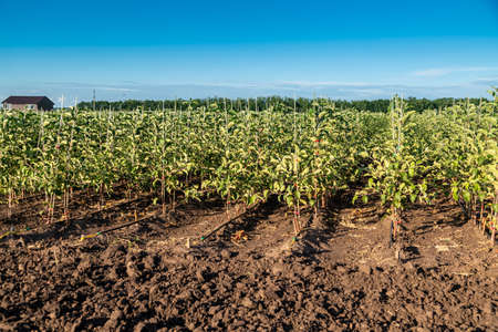 Apple tree seedlings in the nursery on drip irrigationの写真素材