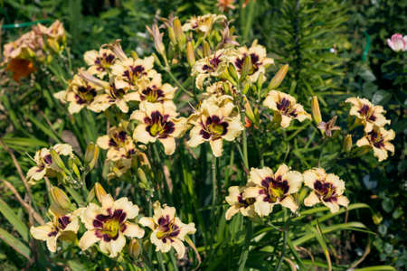 Blooming cultivar daylily. Hemerocallis Wild Horses in the summer gardenの写真素材