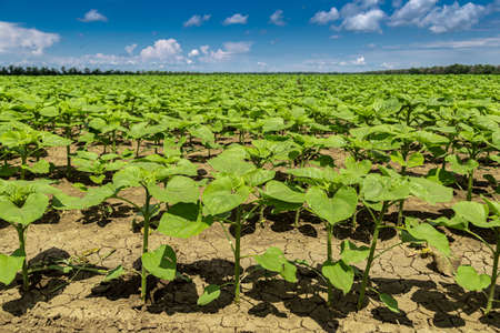 rows of young, green, powerful sunflowers, clean from diseases, weeds, and insects, against the skyの写真素材