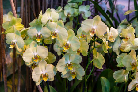 Spring bloom of a variety of orchids. Pink yellow white purple orchids. Beautiful floral backgroundの写真素材