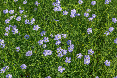Beautiful blooming blue flax field in the countrysideの写真素材
