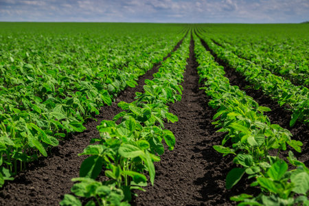 Soybean field ripening at spring season, agricultural landscape