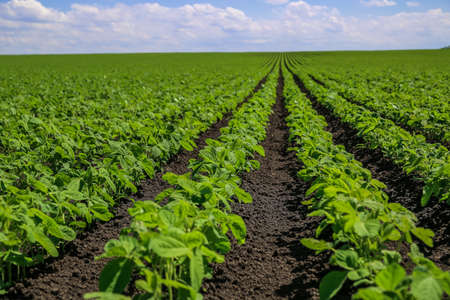 Soybean field ripening at spring season, agricultural landscapeの写真素材