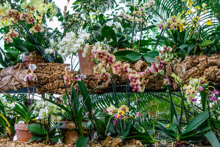 Spring bloom of a variety of orchids. Pink yellow white purple orchids. Beautiful floral backgroundの写真素材