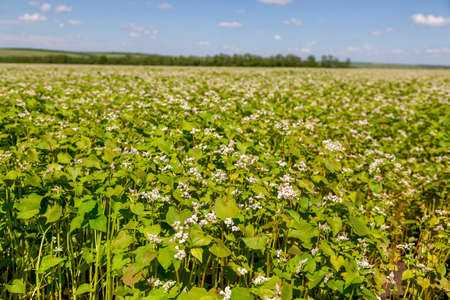 Buckwheat blooms in the field. White flowers. Sky with dark clouds.の写真素材