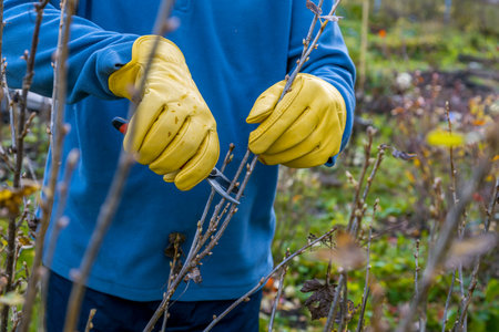 Pruning currant bushes in autumn. Garden work. The pruner in the hands of the gardener.の写真素材