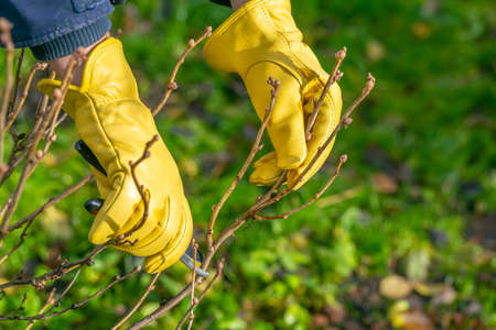 Pruning currant bushes in autumn. Garden work. The pruner in the hands of the gardener.の写真素材